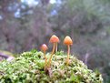 Picture Title - Small Fungi