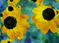 Picture Title - Black Eyed Susan 7