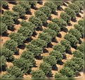 Picture Title - Olive trees