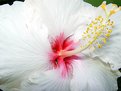 Picture Title - Hibiscus II