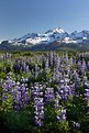 Picture Title - Alaska Wildflowers