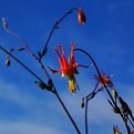 Picture Title - Columbine