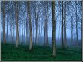 Picture Title - Trees in the Mist