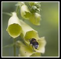 Picture Title - Bee in Flight