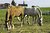 'Amish farm horses'