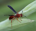 Picture Title - Wasp