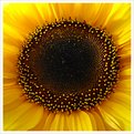 Picture Title - Sunflower IV