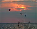 Picture Title - Sunset withseegulls