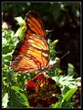 Picture Title - "Borboleta" - "Butterfly"