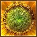 Picture Title - Sun Flower 02