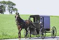 Picture Title - 'Amish horse and buggy'