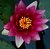 Water Lily