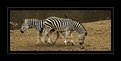 Picture Title - Zebras crossing!