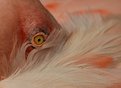 Picture Title - eye of the flamingo