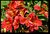 Red Flowers