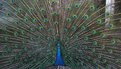 Picture Title - Peacock Colors