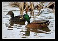 Picture Title - ducks