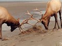 Picture Title - elk jousting