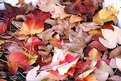 Picture Title - Fallen leaves in winter