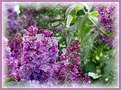 Picture Title - Lilac