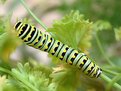 Picture Title - Costumed, Black Swallowtail