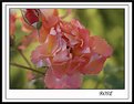 Picture Title - rose