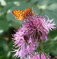 Picture Title - the fairy of the flowers