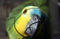 Picture Title - Parrot