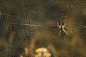 Picture Title - The Web