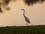 White Heron at Sunset