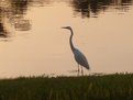 Picture Title - White Heron at Sunset