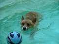 Picture Title - Pool Dog