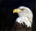 Picture Title - Eagle