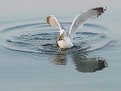 Picture Title - a crab havin problem with gull...