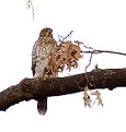 Picture Title - Hawk (in my tree)