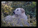 Picture Title - sitka