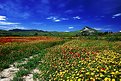 Picture Title - Campi 