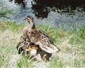 Picture Title - Mother and Children