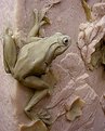 Picture Title - Frog