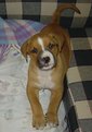 Picture Title - Stray Pup