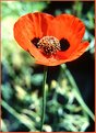 Picture Title - Poppy