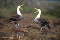 Picture Title - Dances of the albatrosses