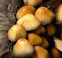 Picture Title - Mushroom Cluster