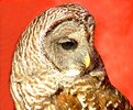 Picture Title - Owl Portrait