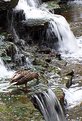 Picture Title - Slow Shutter- Stationary Duck