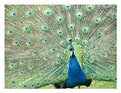 Picture Title - peacock heaven