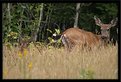 Picture Title - deer and baby