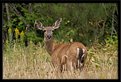Picture Title - momma
