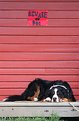 Picture Title - Bernese Mountain Dog