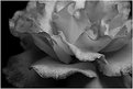 Picture Title - BW ROSE